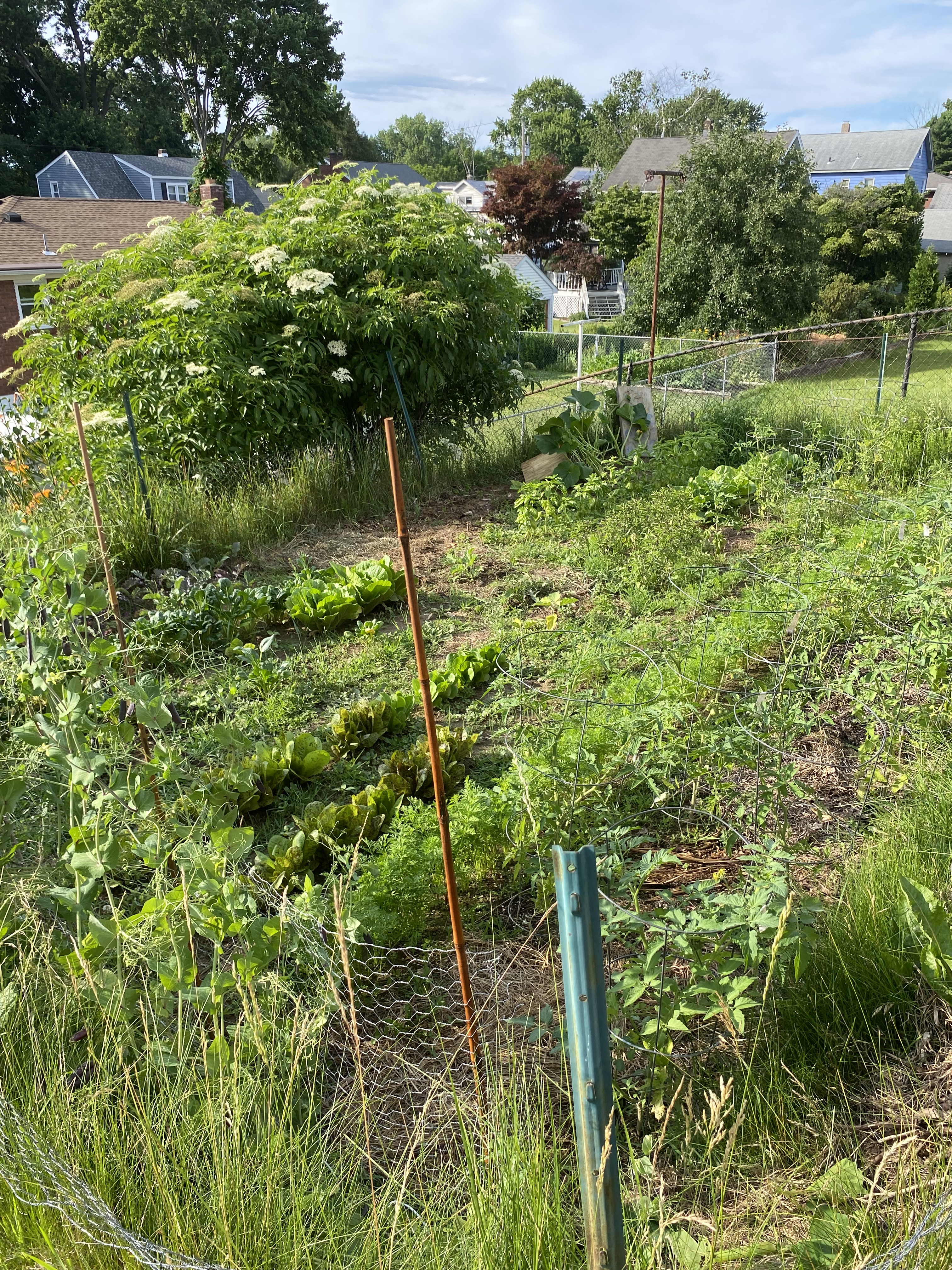 Dr. Maxwell's garden.