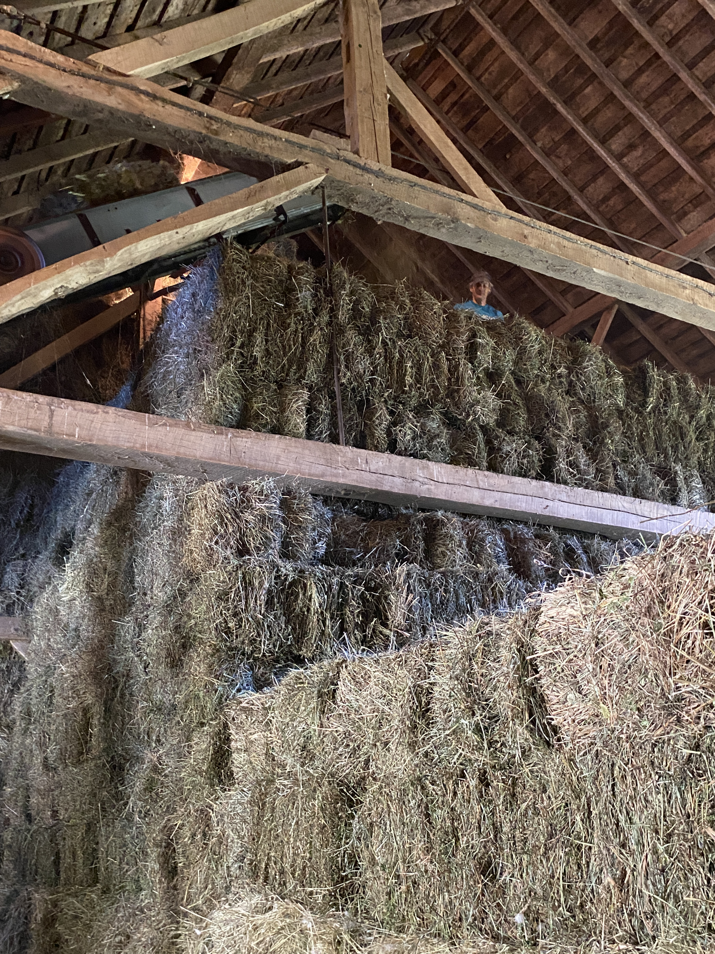 Dr. Maxwell in the family barn standing on a mountain of hay.
