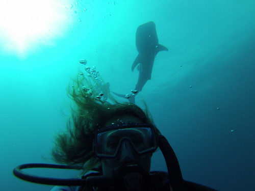 Amy swimming with hammerhead shark
