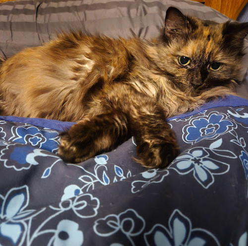Doreen's cat