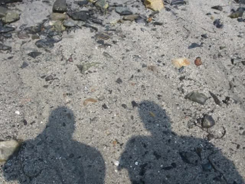 Shells on the beach