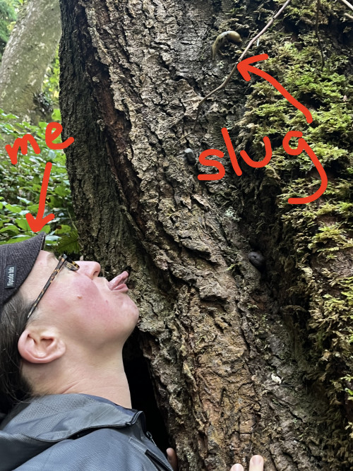 Dr. Clark licking a banana slug.