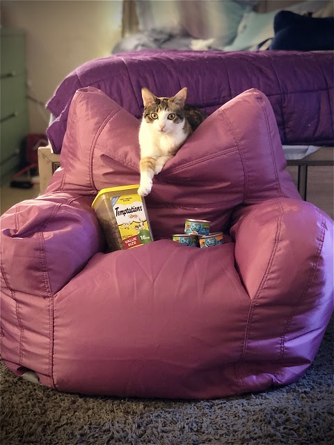 Cat sitting in a chair