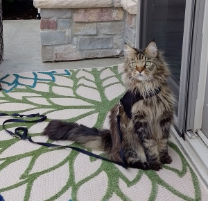 The Untold Story of... Wendy Pojmann, Ph.D. | Siena College